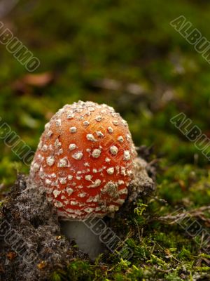 fly agaric
