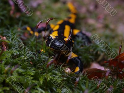 fire salamander