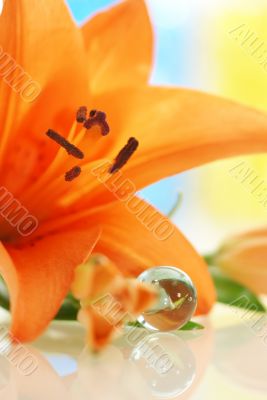 Orange lily close up