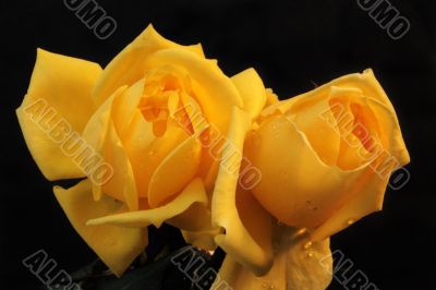 Two Yellow Sad Roses