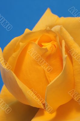 Close-up of Yellow Rose