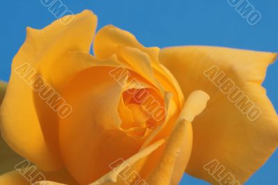 Close-up of Yellow Rose