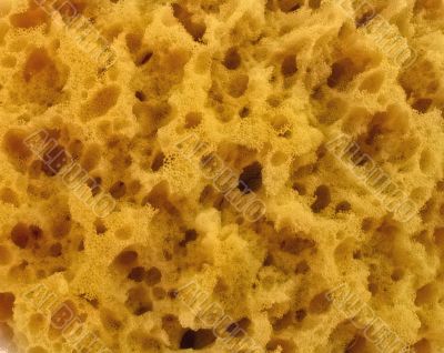 sponge