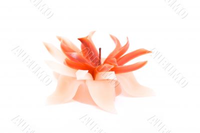 beautiful decorative candle as red flower