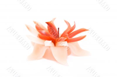 beautiful decorative candle as red flower