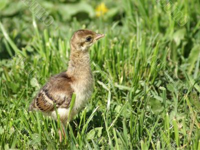 Peacock`s poult on green grass