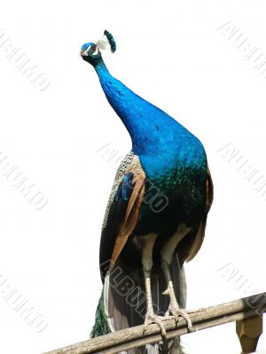 Peacock on banisters