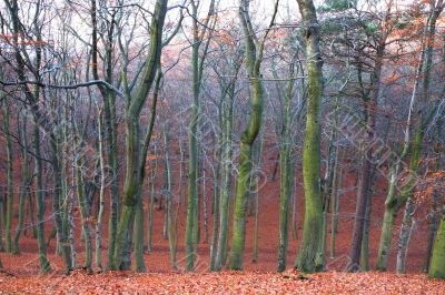 mystic autumn forest