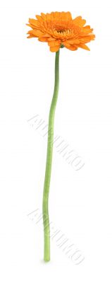 single gerbera flower
