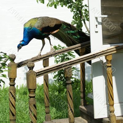 Colorfull Peacock on wooden banisters