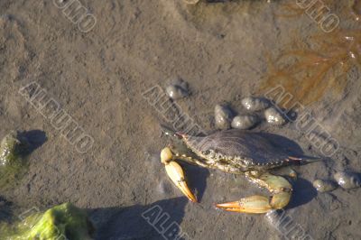 Blue Crab