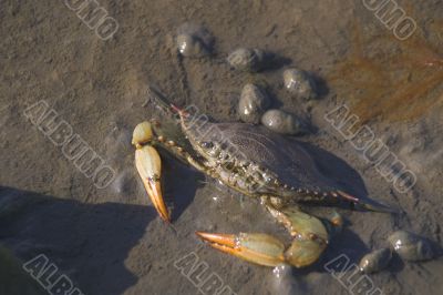 Blue Crab