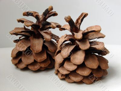 Cedar