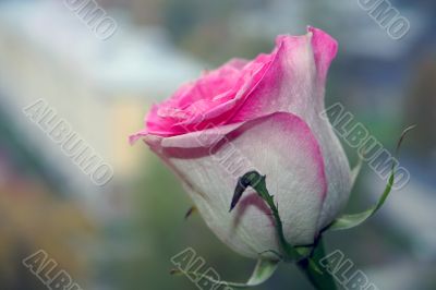 beautiful pink rose