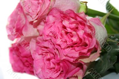 beautiful pink roses