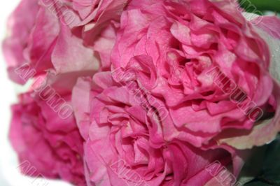 beautiful pink roses