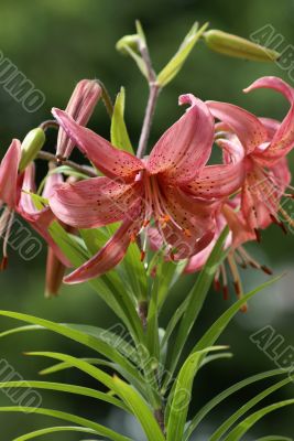 Pink-orange lilies