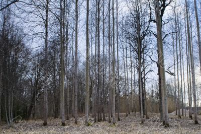 Winter forest