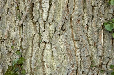 Tree bark