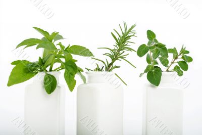 kitchen herbs in bottles