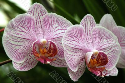 Orhids