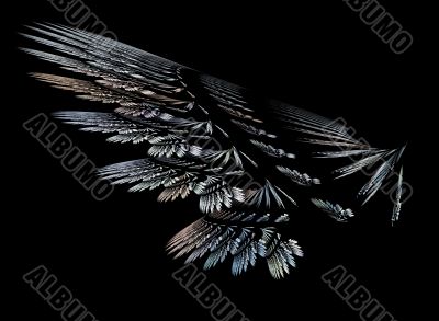 Wing of the bird