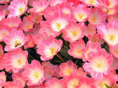 Pink blossom tulips background