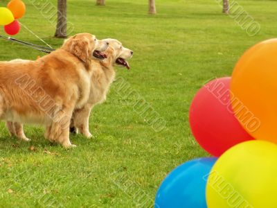 Dogs in park