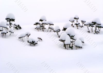 Winter Flowers