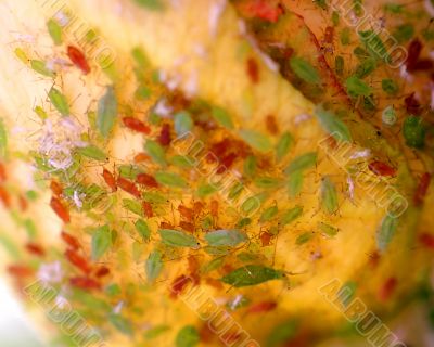 Aphids Infestation 6392