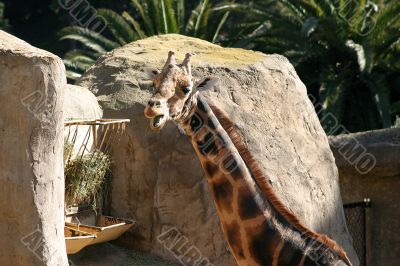 Baringo Giraffe 4714