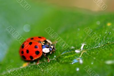 Lady Bug 6408