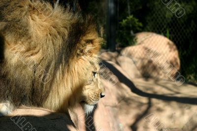 African Lion 4730