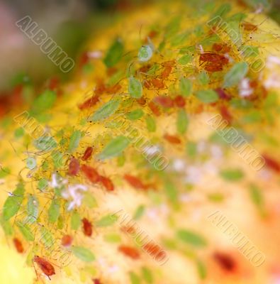Aphids 6393