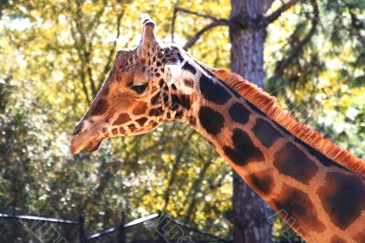 Baringo Giraffe 4703