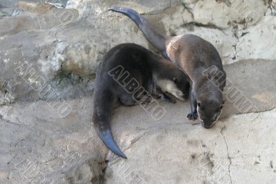 Otter 4659