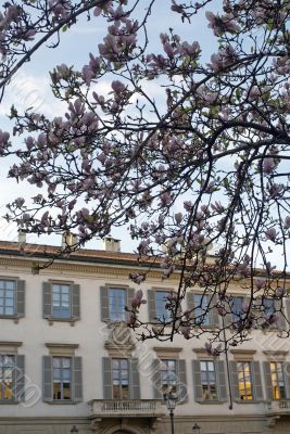 Milan - Palace and magnolia