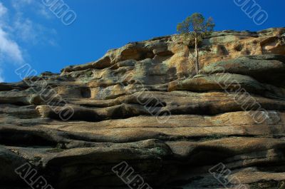 Pine on a rock