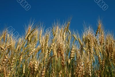 Rye spikes