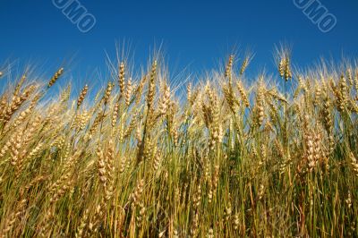 Rye spikes