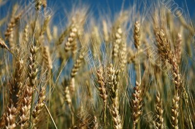 Rye spikes