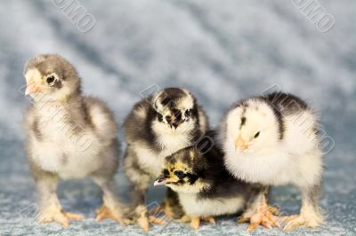 Cute chickens