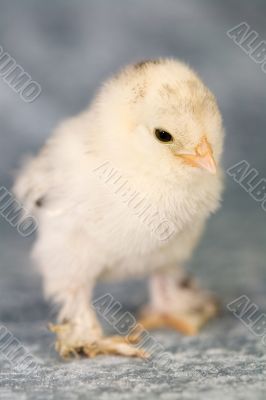 Booted bantam chicken