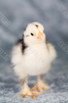 Curious brahma chicken