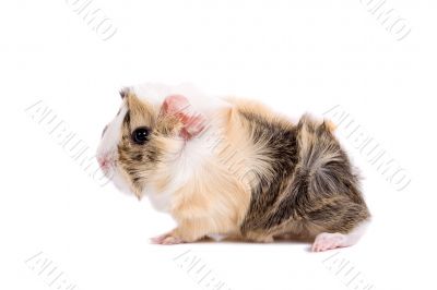 Baby guinea pig