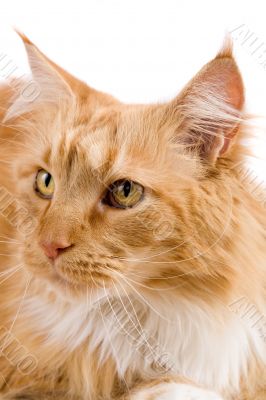 Cat portrait