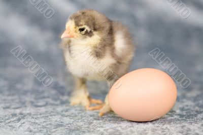 Brahma chicken