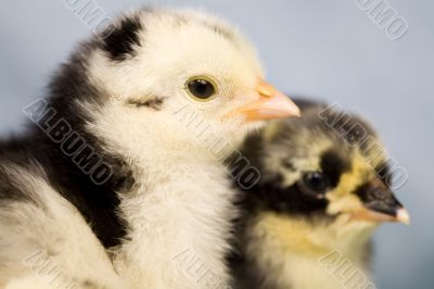 Brahma chicken
