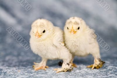 Booted bantam chickens