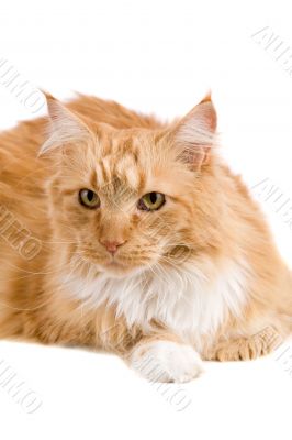 Big red cat